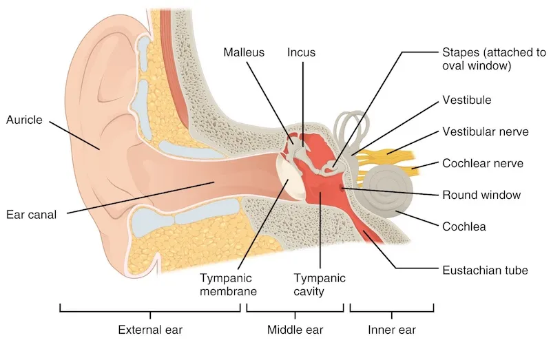 Can Tinnitus cause headaches? Tinnitus and constant headache; Tinnitus and migraines; Pulsatile tinnitus and headaches